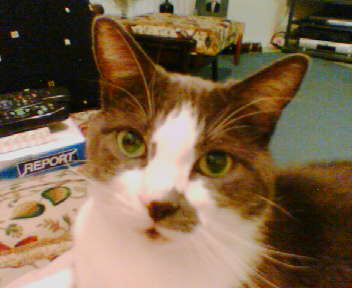 Smokie Joe RIP 27th January 2005.  To see me doing what I'm best at, just click on photo.